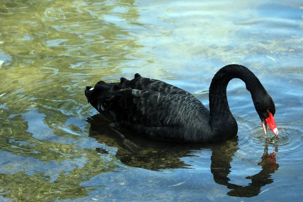 Cisne Negro Nada Estanque Pájaro Raro —  Fotos de Stock