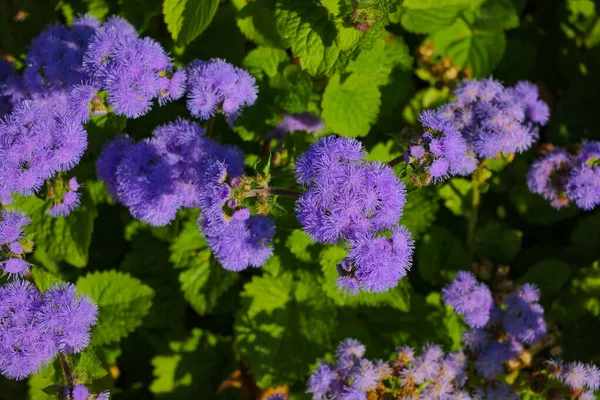 Vackra Violetta Och Orange Blommor Trädgården Ovanifrån — Stockfoto