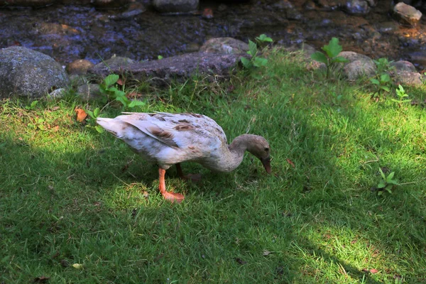 Een Heldere Eend Wandelt Groen Gras Een Zonnige Dag — Stockfoto