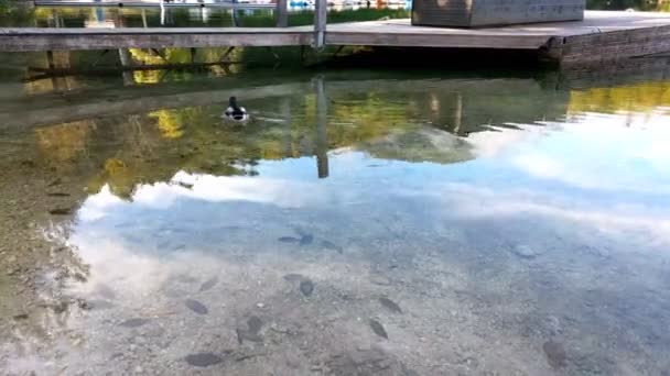Duck Plutește Lacul Bohinj Slovenia — Videoclip de stoc