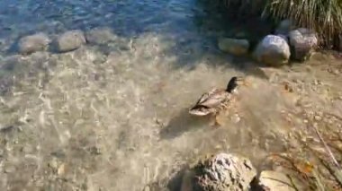 Bohinj gölünde kafasını ve boynunu perdeli ayağıyla kaşıyan gri ördek.