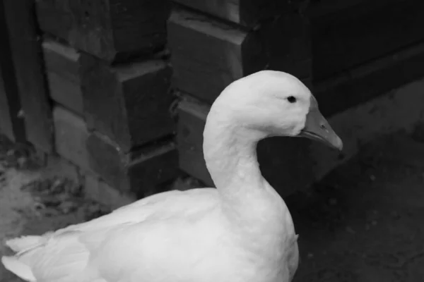 Hermoso Ganso Doméstico Blanco Está Pie Mirando Con Atención Aves —  Fotos de Stock