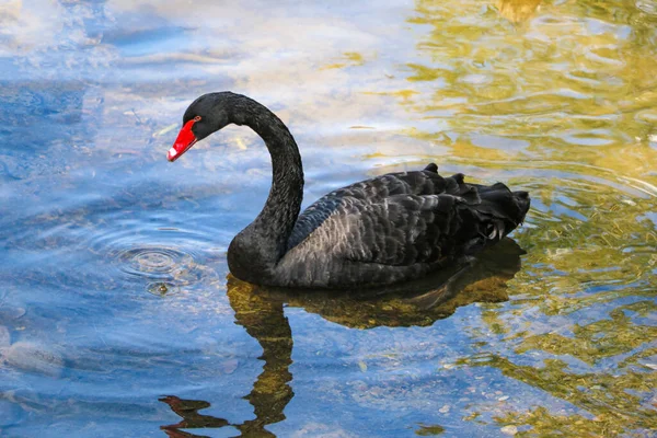 Hermoso Cisne Negro Nada Estanque Cisne Rojo —  Fotos de Stock