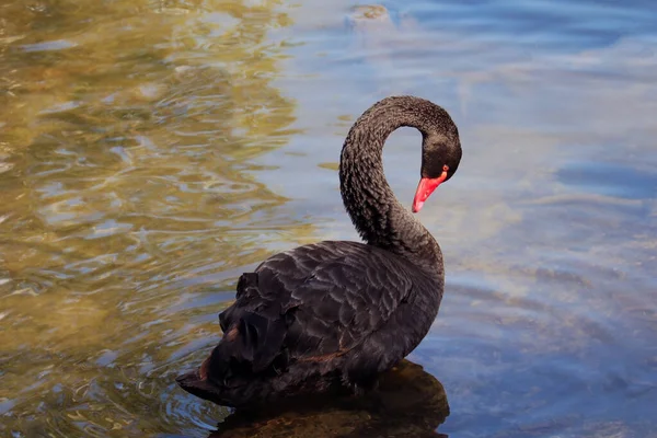 Ein Schwarzer Schwan Schwimmt Auf Einem Wasserbecken — Stockfoto