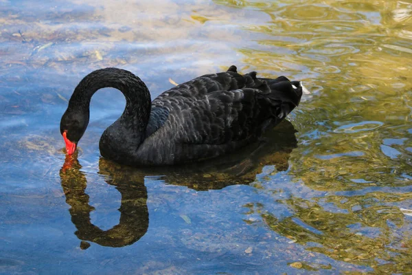 Cisne Negro Nada Estanque Pájaro Raro —  Fotos de Stock