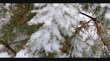 Ormandaki güzel kış manzarası. Parkta karla kaplı çam dalları.