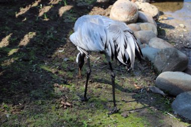 Gri turna yiyecek aramak için çayırda yürüyor.