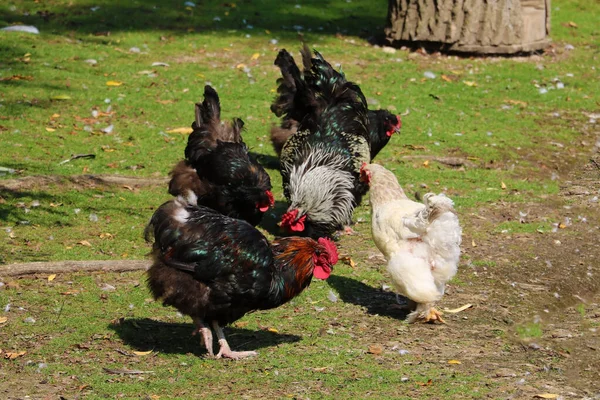 Κότες Και Κόκορας Περπατούν Στο Γρασίδι Πουλερικά — Φωτογραφία Αρχείου