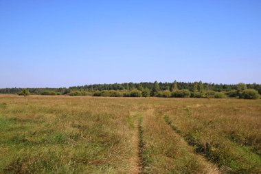 Kırsalda yeşil bir arazide bir arabanın izleri var.