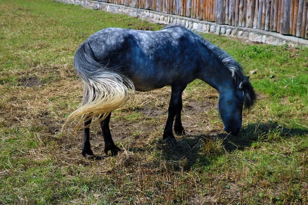 Jonge Pony Wandelen Weide Gras Eten Een Heldere Zonnige Dag — Stockfoto