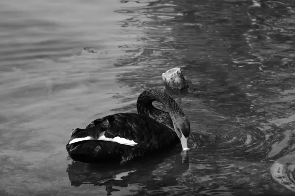 Cisne Negro Nadando Una Piscina Agua —  Fotos de Stock