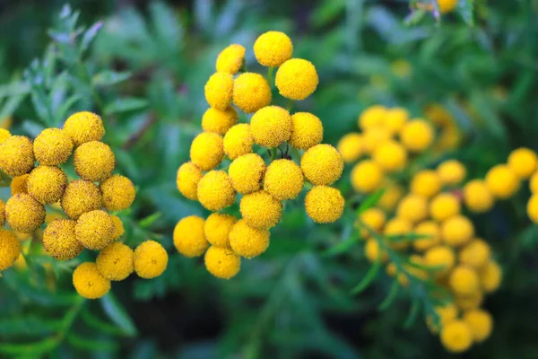 Tansy Common Tansy Bitter Buttons Cow Bitter Mugwort Golden Buttons — 스톡 사진