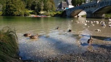 Bohinj gölünde kafasını ve boynunu perdeli ayağıyla kaşıyan gri ördek..