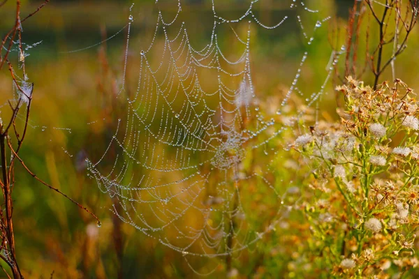 After the rain, the hidden beauty of this cobweb appears. Selective focus