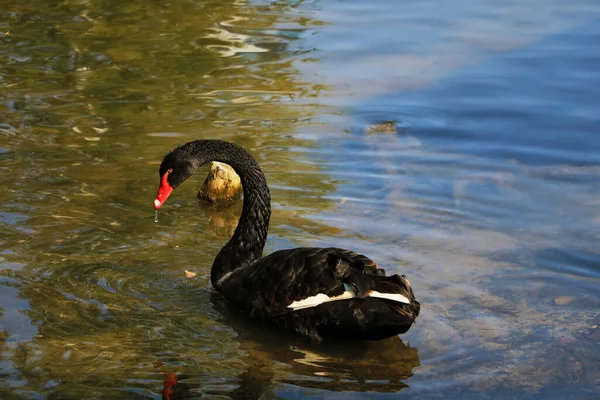Hermoso Cisne Negro Nada Estanque Cisne Rojo —  Fotos de Stock