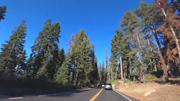 Jazda samochodem po autostradzie w Parku Narodowym Yosemite, Kalifornia. — Wideo stockowe