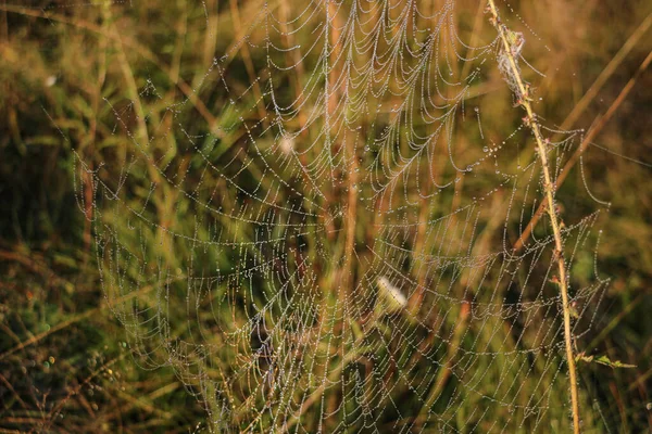 Spider Web Cobweb Closeup Background Selective Focus — Stock Photo, Image