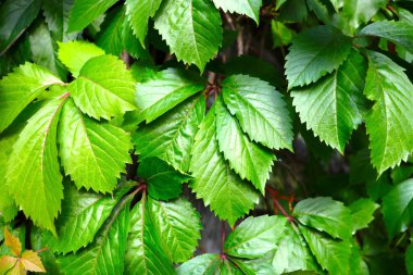 Bahçedeki üzüm yaprakları, arka plan, doku