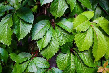 Bahçedeki üzüm yaprakları, arka plan, doku