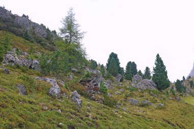 Yağmurlu bir sonbahar sabahında güzel bir dağ bitkisinin manzarası. Seçici odak