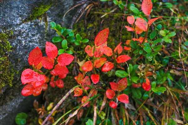 Widok Pięknej Roślinności Górskiej Deszczowy Jesienny Poranek Skupienie Selektywne — Zdjęcie stockowe