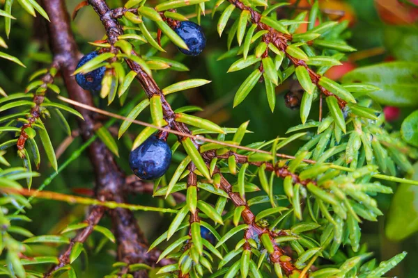 Juniper Berry Essential Oil Natureza Verde Foco Seletivo — Fotografia de Stock
