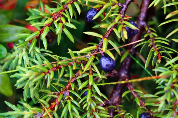 Juniper Berries Green Branch Blurred Nature Background Selective Focus — Stock Photo, Image