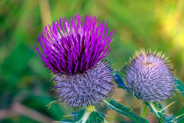 Devedikeni mızrağı. Bahçede sirk vulgare var. Seçici odak