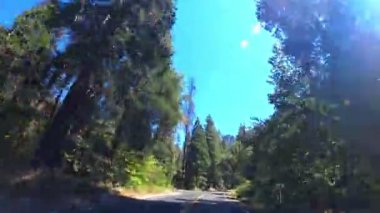 Yoğun bir ormanda California, Yosemite 'de güneşli bir günde araba sürmek..
