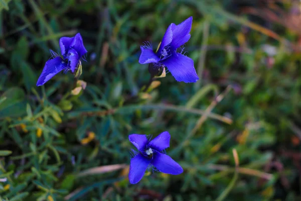 Ярко Синие Полевые Цветы Весной Летом — стоковое фото