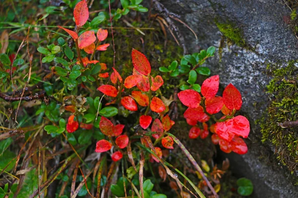 Górska Roślinność Deszczowy Jesienny Poranek Skupienie Selektywne — Zdjęcie stockowe