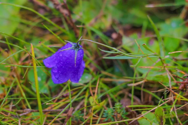 夏の雨のシャワーから雨が降る山のハーベル — ストック写真