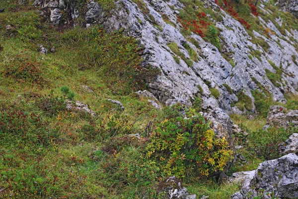 Vegetação Vibrante Alto Das Dolomitas Outono Itália Foco Seletivo — Fotografia de Stock