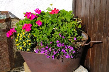 Çiçek saksılarında güzel parlak çiçekler. Güneşli açık bir gün. Seçici odak