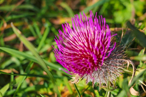 Cirsium Flor Vulgar Cardo Lanza Cardo Toro Cardo Común Enfoque — Foto de Stock