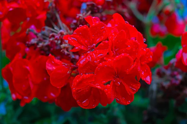 Vörös Virág Geránium Kertben Szelektív Fókusz — Stock Fotó