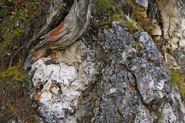 Vista Bela Vegetação Montanhosa Uma Manhã Outono Chuvosa Foco Seletivo — Fotografia de Stock