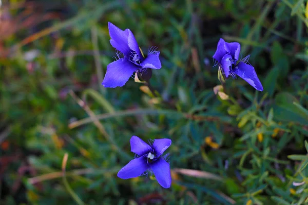 Lindas Flores Silvestres Azuis Brilhantes Primavera Verão Foco Seletivo — Fotografia de Stock