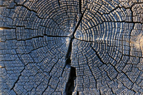 老树桩质感背景 自然模式 — 图库照片