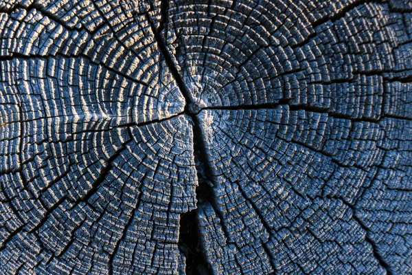 Дерево Колец Старой Выветриваемой Текстуры Дерева Поперечным Сечением Резки Бревна — стоковое фото