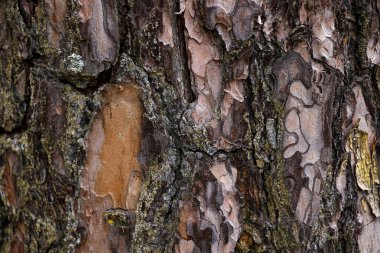 Arkaplan resmi olarak kahverengi ahşap kabuk dokusu