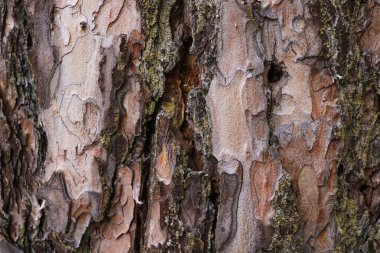 Koyu renk ahşap. Arkaplan, tasarımcılar için boş