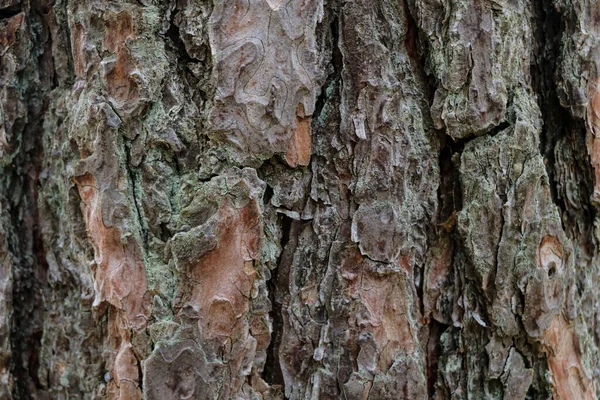 Üzerinde Yeşil Yosun Liken Olan Bir Ağacın Kahverengi Kabuğunun Dokusu — Stok fotoğraf
