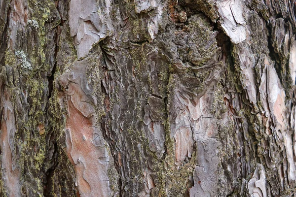 Bagażnik Makro Drewno Tło Naturalny Wzór — Zdjęcie stockowe