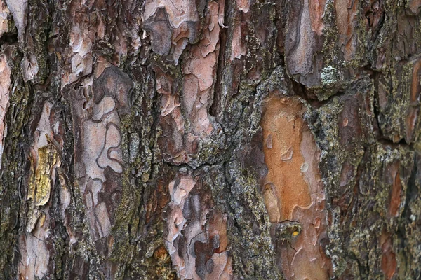 Corteccia Vintage Sfondo Legno Struttura Modello Spazio Copia — Foto Stock