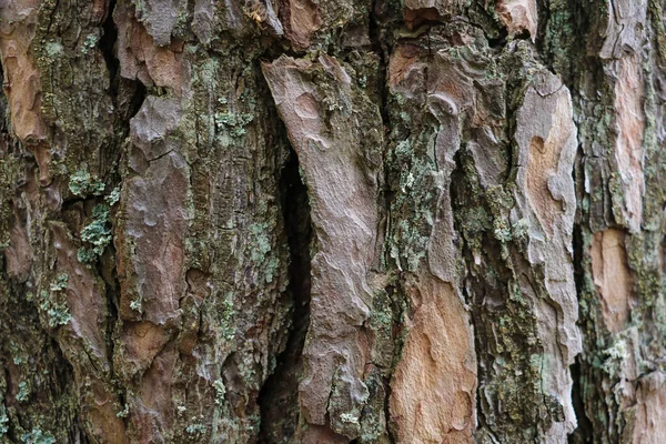Close-up of bark of the tree structure. On the bark of a tree to see the moss