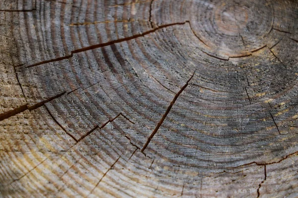 Viejo Árbol Tocones Textura Fondo Patrón Naturaleza — Foto de Stock