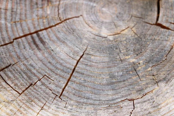 树环经风吹日晒的木质部 横断面为锯木 — 图库照片