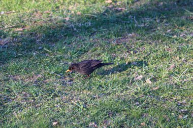 Starling yiyecek aramak için yeşil bir çimenlikte yürüyor