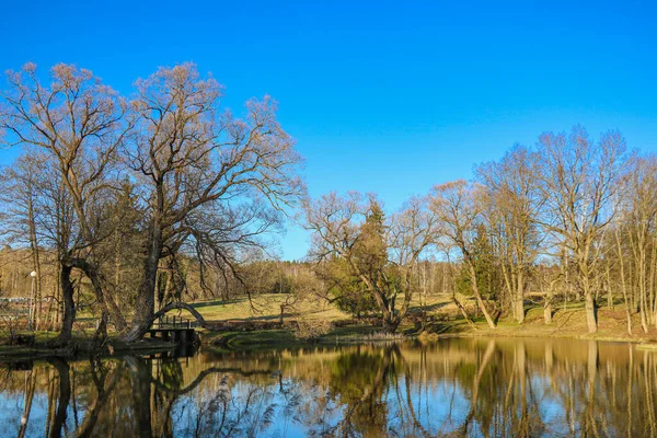 Belas Árvores Jovens Perto Lago Início Primavera — Fotografia de Stock